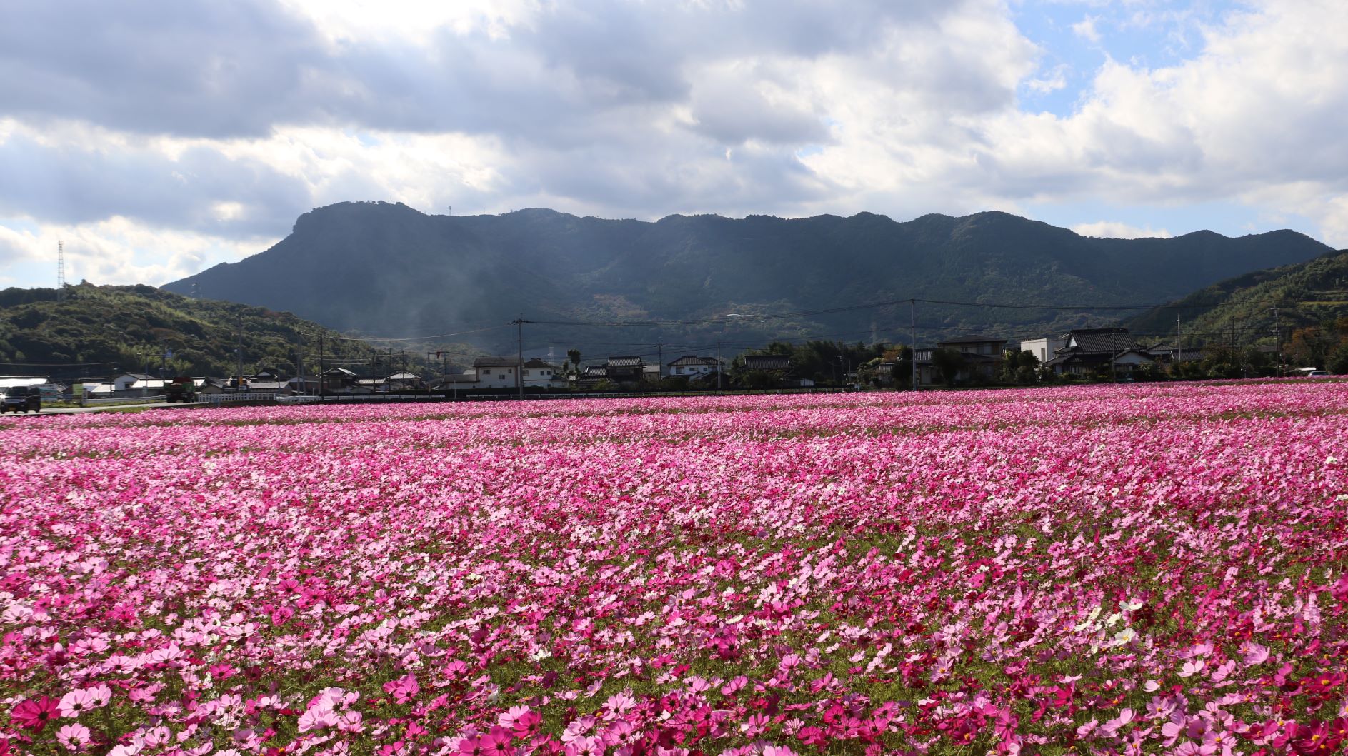 八面山とコスモス畑の写真