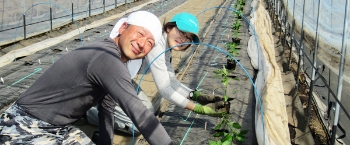 画像：農業に関する情報